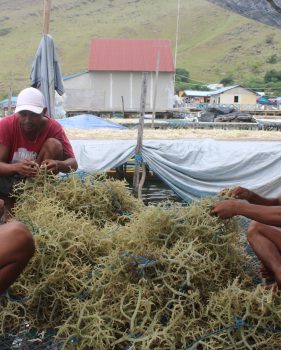 Merajut Hidup dari Rumput Laut