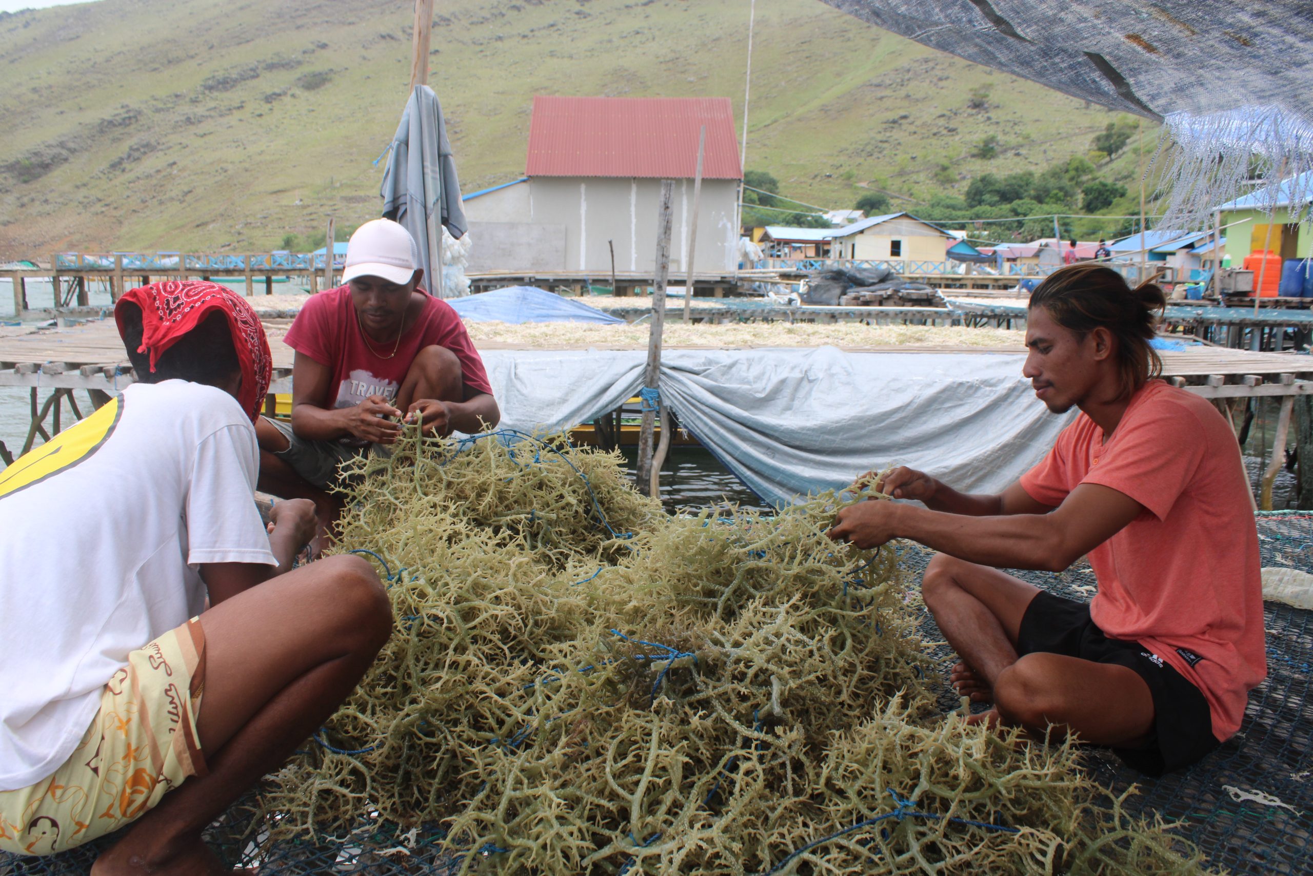 aktivitas budidaya rumput laut di Luang Barat